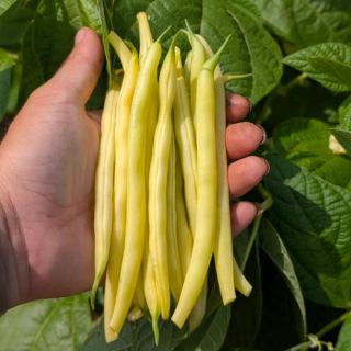 Gold Rush Bean Thumbnail